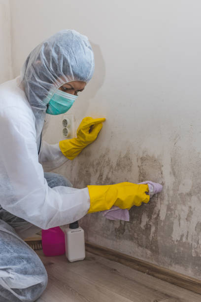 Best Mold Remediation for Rental Properties  in Whitehall, MI
