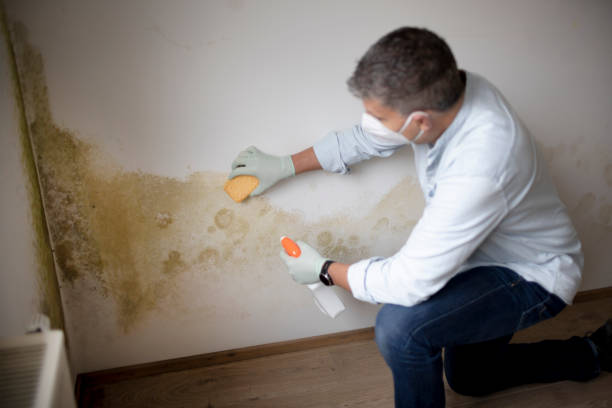 Biohazard Mold Removal in Whitehall, MI