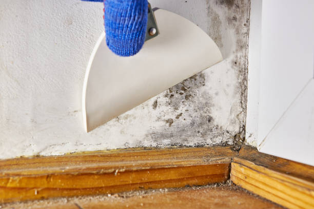 Whitehall, MI Mold Removal Company