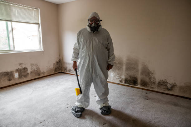 Mold Odor Removal Services in Whitehall, MI